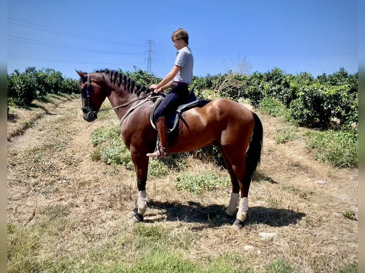 PRE Mestizo Caballo castrado 4 años 168 cm Castaño in Galaroza (Huelva)