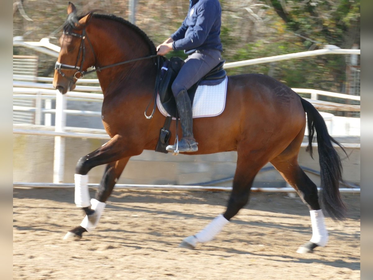 PRE Caballo castrado 4 años 170 cm Castaño rojizo in Barcelona