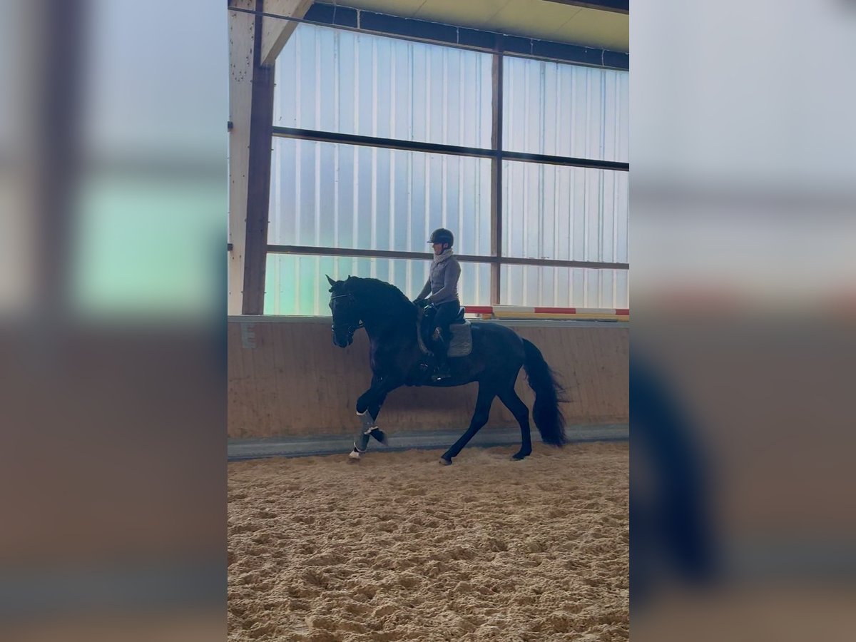 PRE Mestizo Caballo castrado 4 años 171 cm Negro in Warendorf