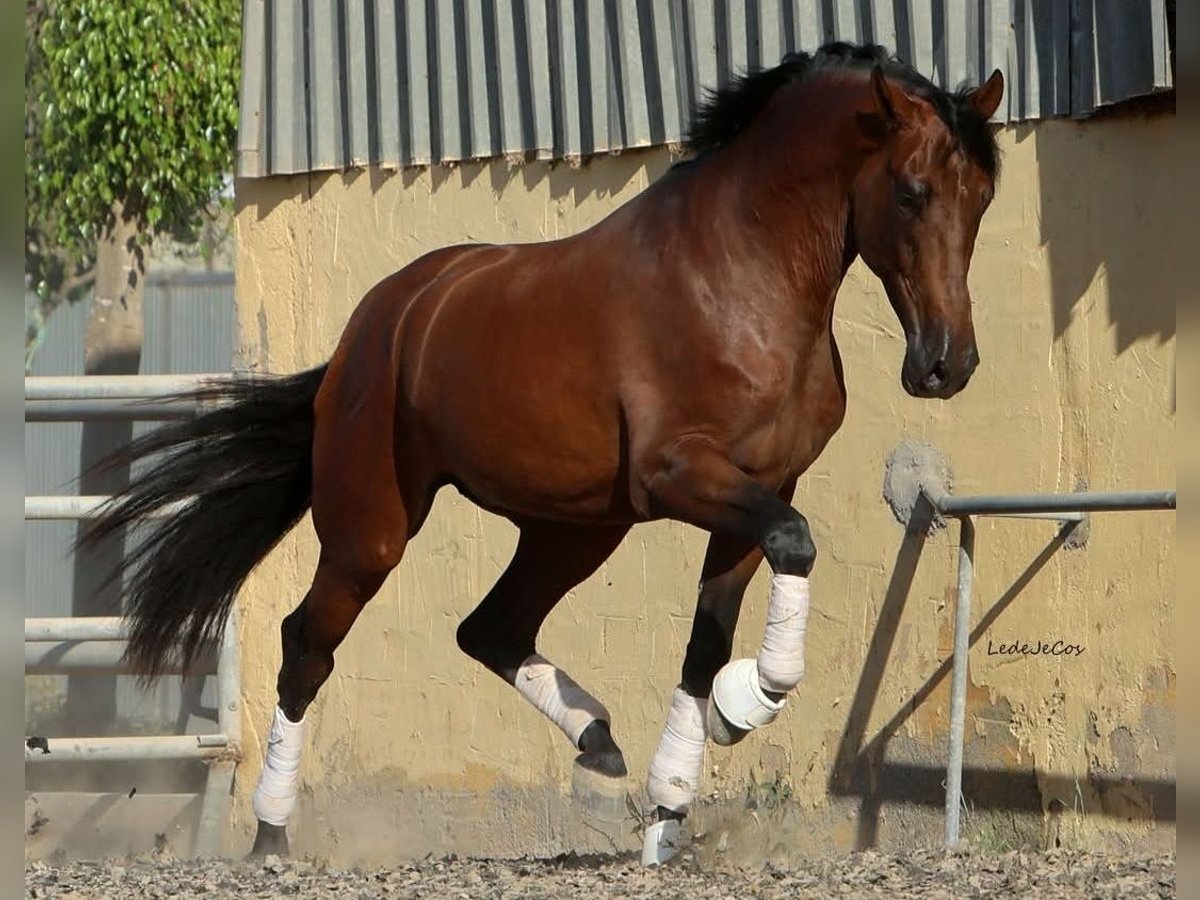 PRE Caballo castrado 4 años 174 cm Castaño in Küssaberg