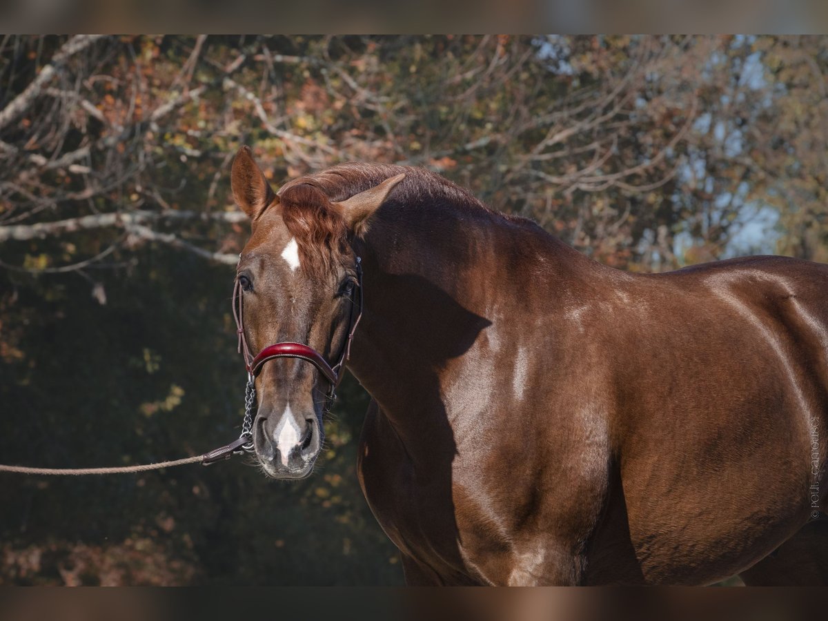 PRE Mestizo Caballo castrado 4 años Alazán in Betchat