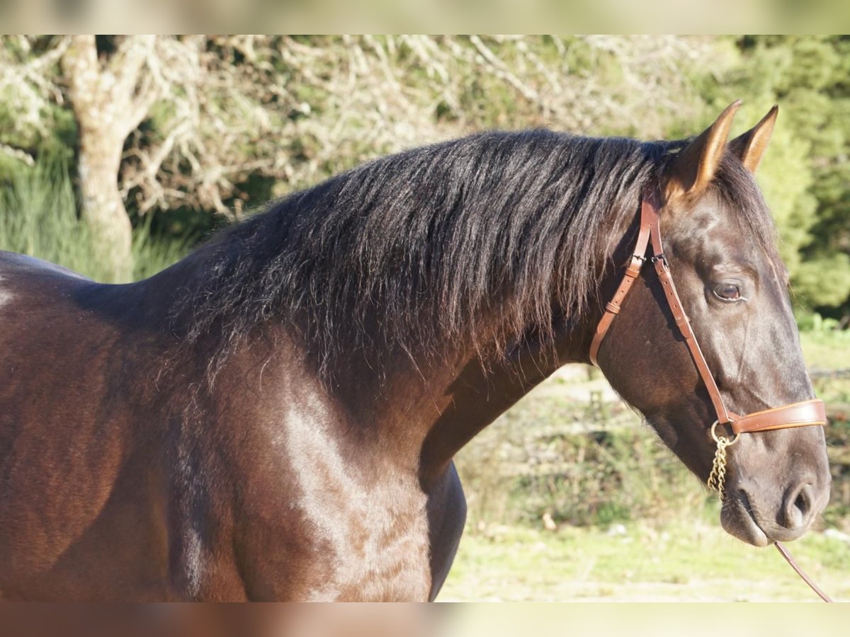 PRE Mestizo Caballo castrado 4 años in Ourense