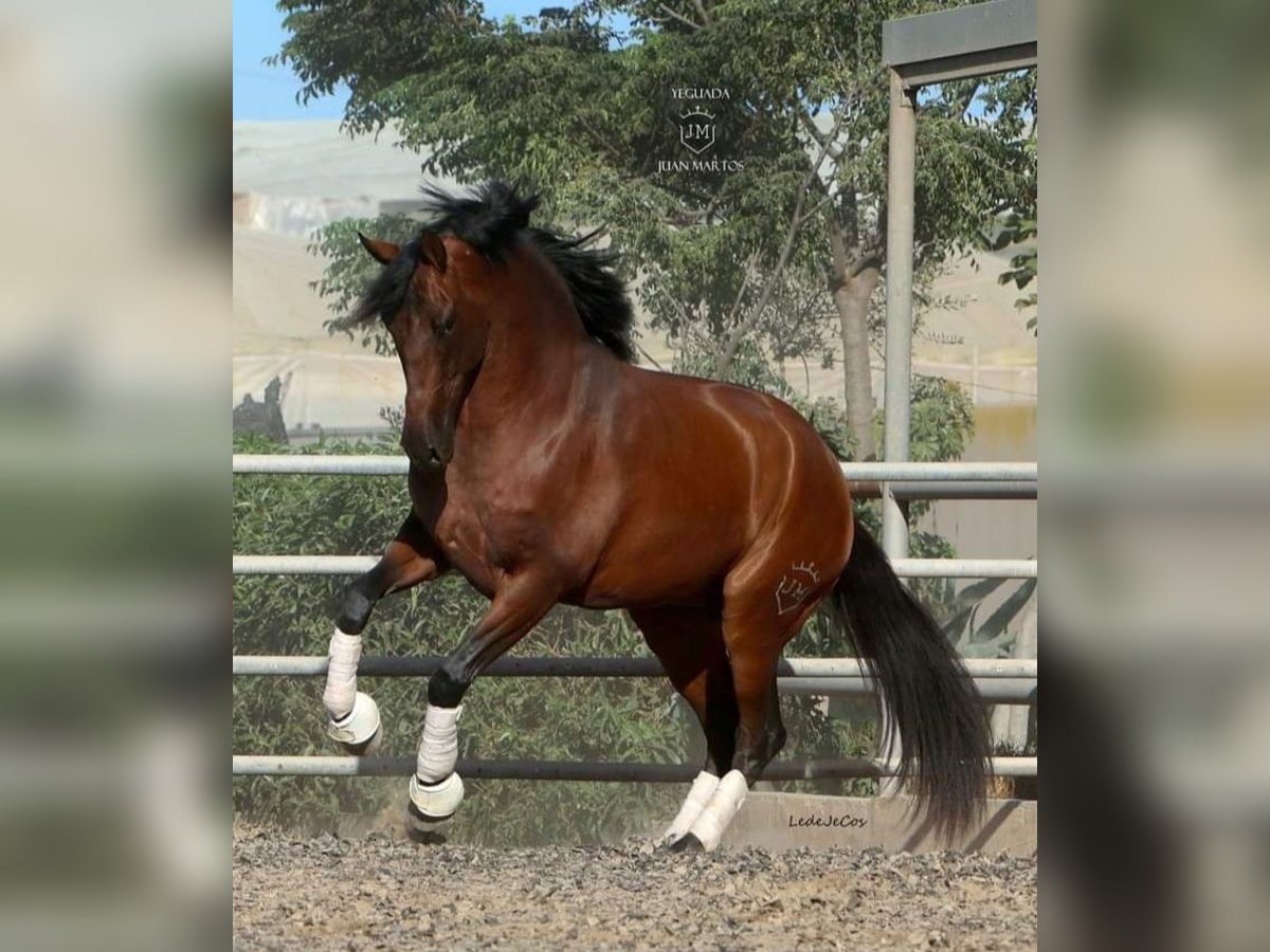 PRE Mestizo Caballo castrado 4 años Castaño in Las Norias de Daza