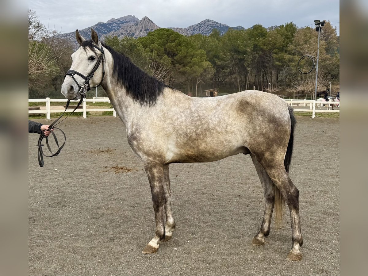 PRE Mestizo Caballo castrado 5 años 150 cm Tordo in Sant Miquel D&#39;Olerdola (Olerdola)