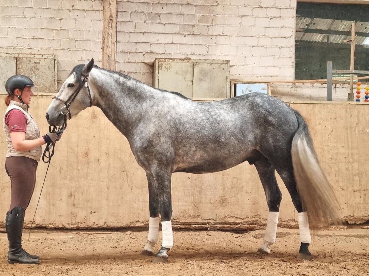 PRE Caballo castrado 5 años 155 cm Tordillo negro in Euskirchen