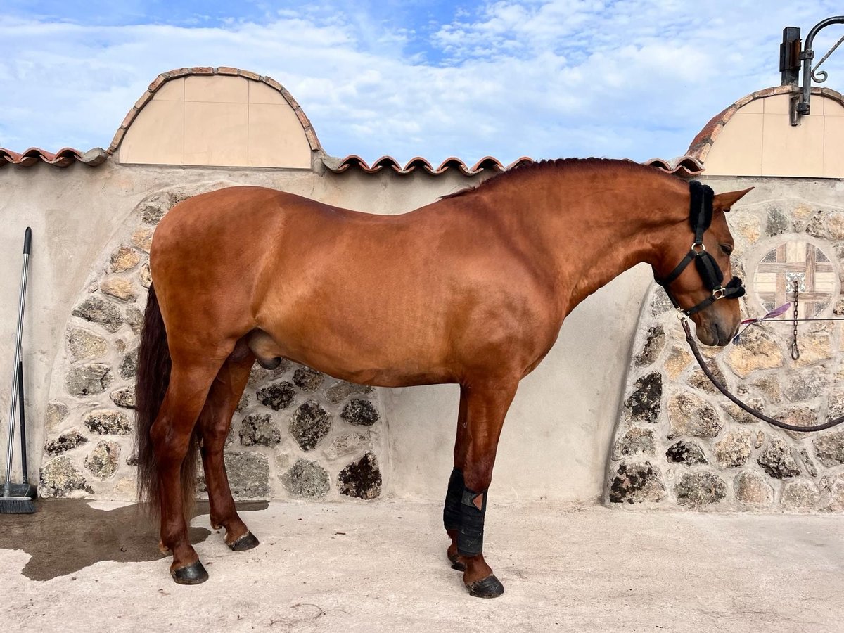 PRE Mestizo Caballo castrado 5 años 158 cm Alazán in Madrid