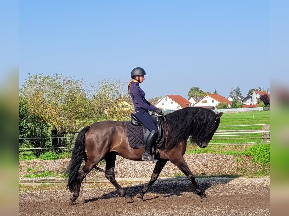 PRE Mestizo Caballo castrado 5 años 158 cm Negro in Karlshuld