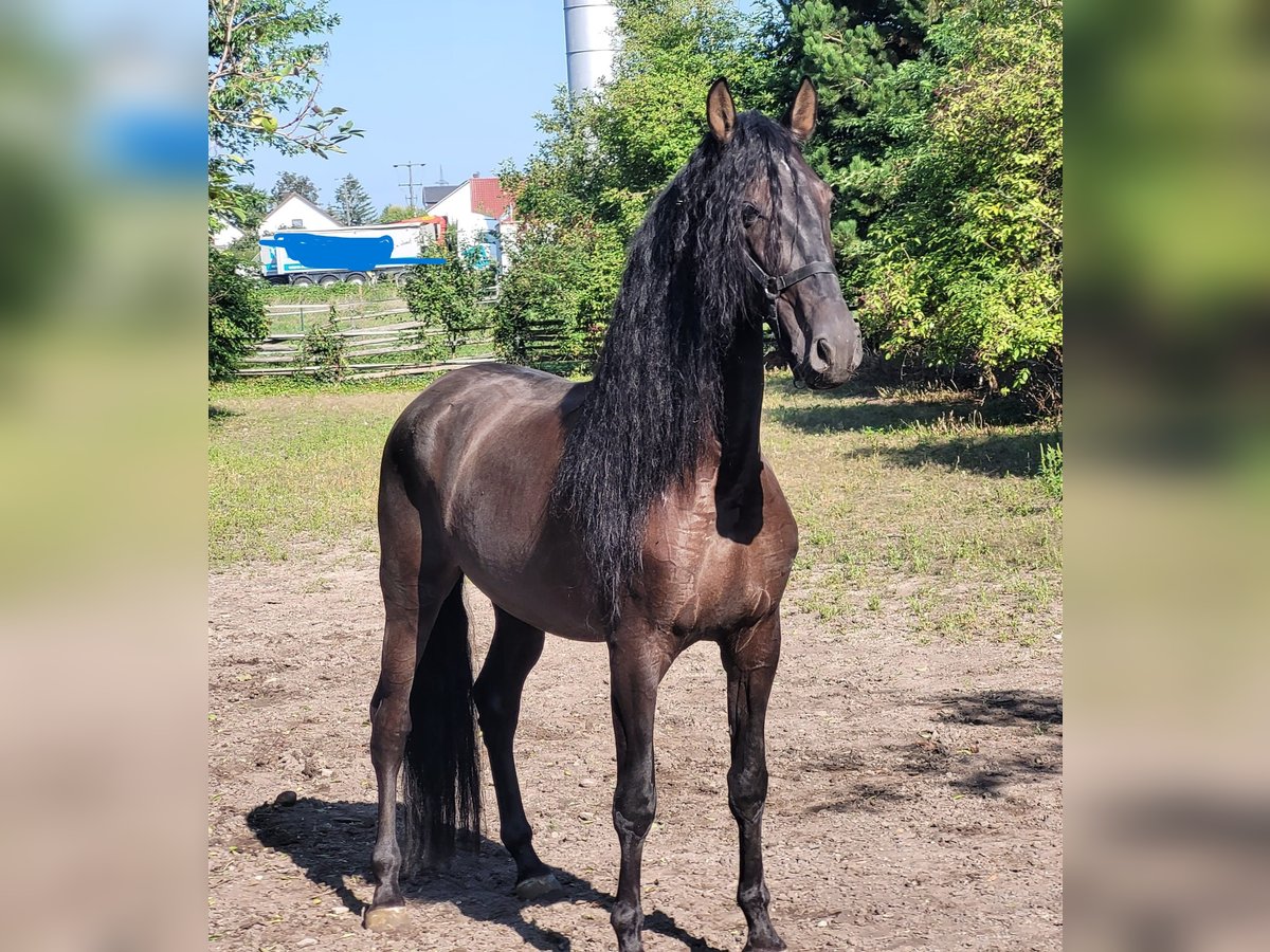 PRE Mestizo Caballo castrado 5 años 158 cm Negro in Karlshuld