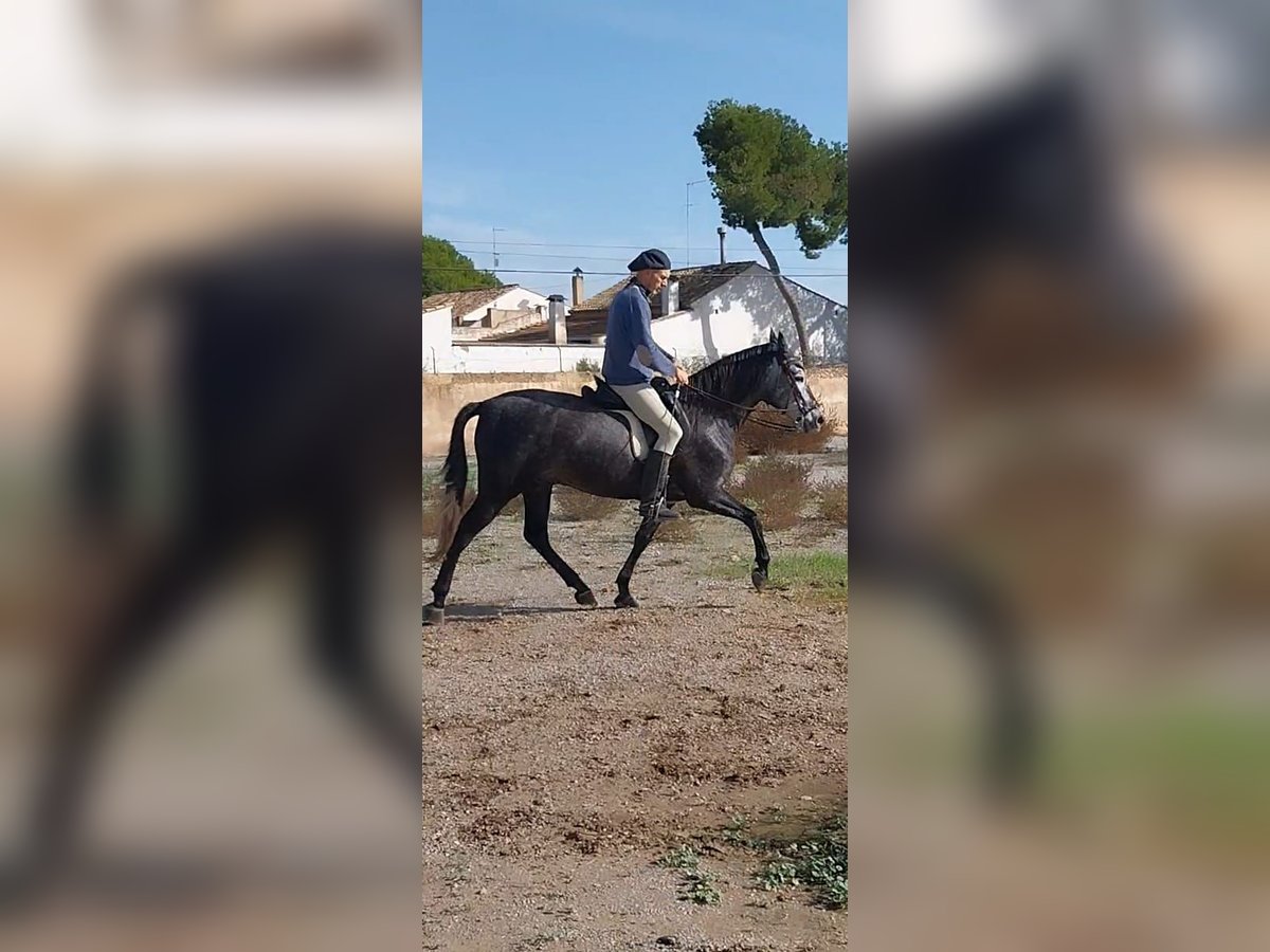 PRE Mestizo Caballo castrado 5 años 158 cm Tordo rodado in Massanassa