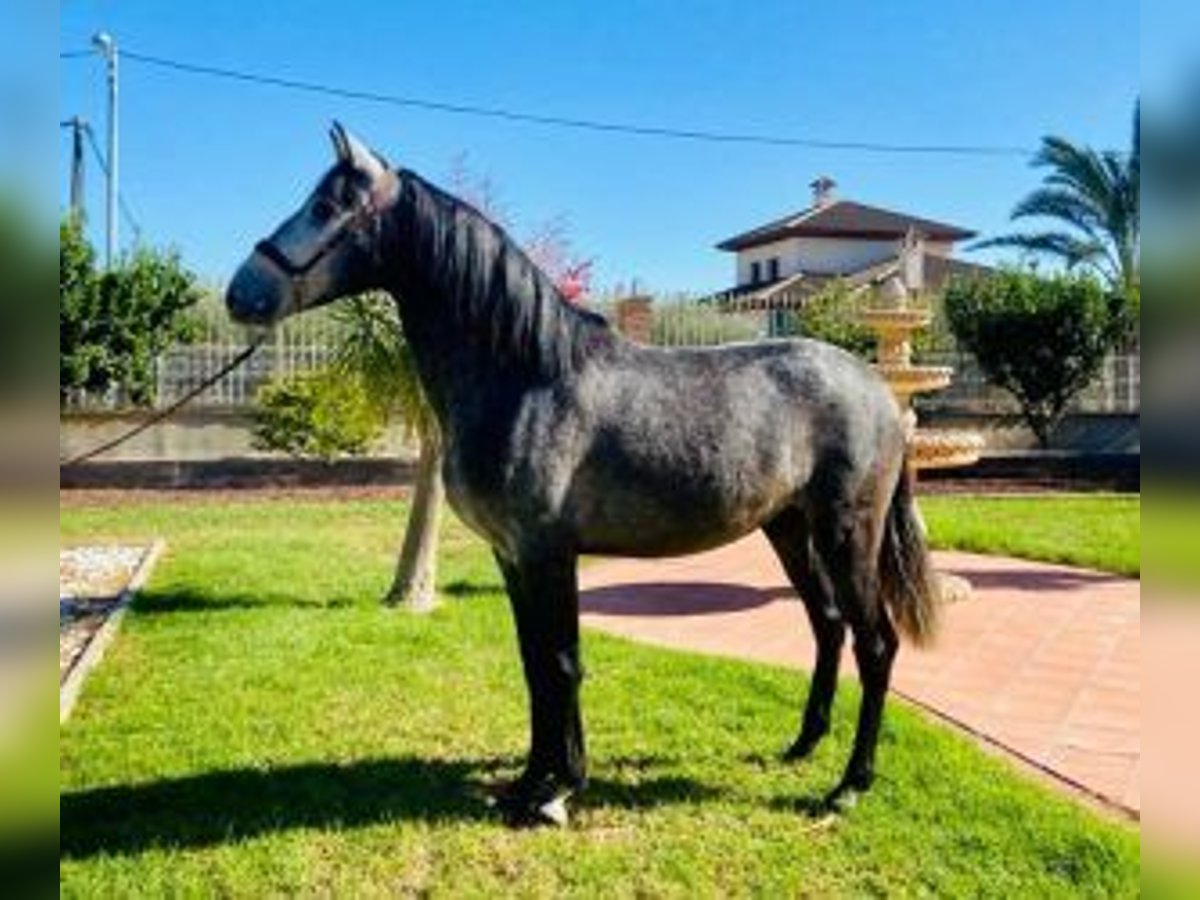 PRE Mestizo Caballo castrado 5 años 159 cm Tordo in Murcia