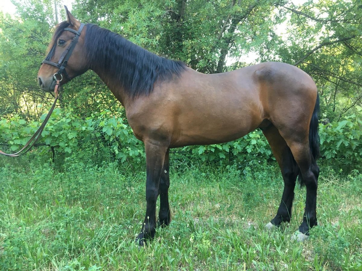 PRE Mestizo Caballo castrado 5 años 160 cm Castaño in Neubrunn