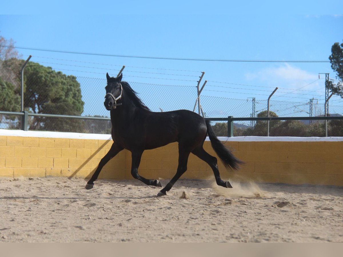 PRE Mestizo Caballo castrado 5 años 160 cm Negro in Hamburg