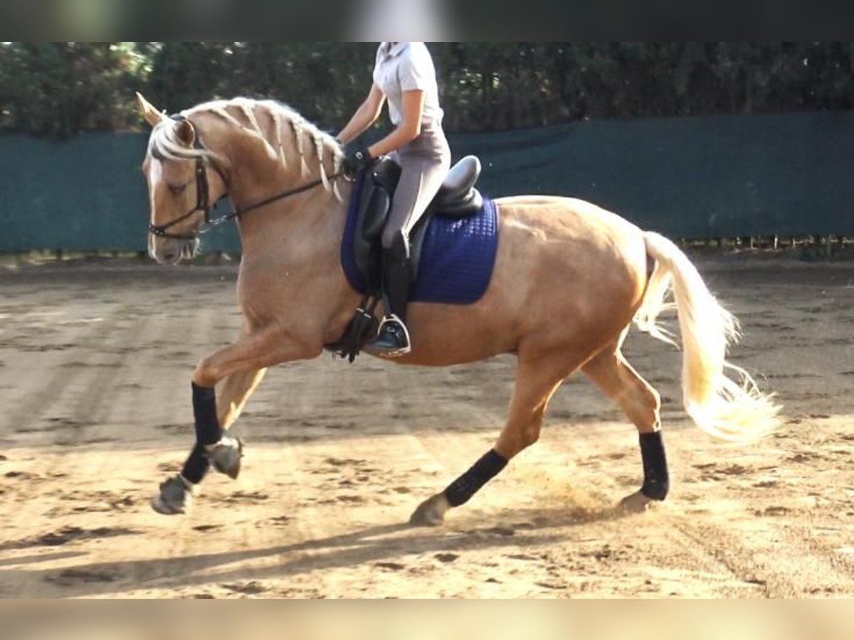 PRE Mestizo Caballo castrado 5 años 161 cm Palomino in Barcelona