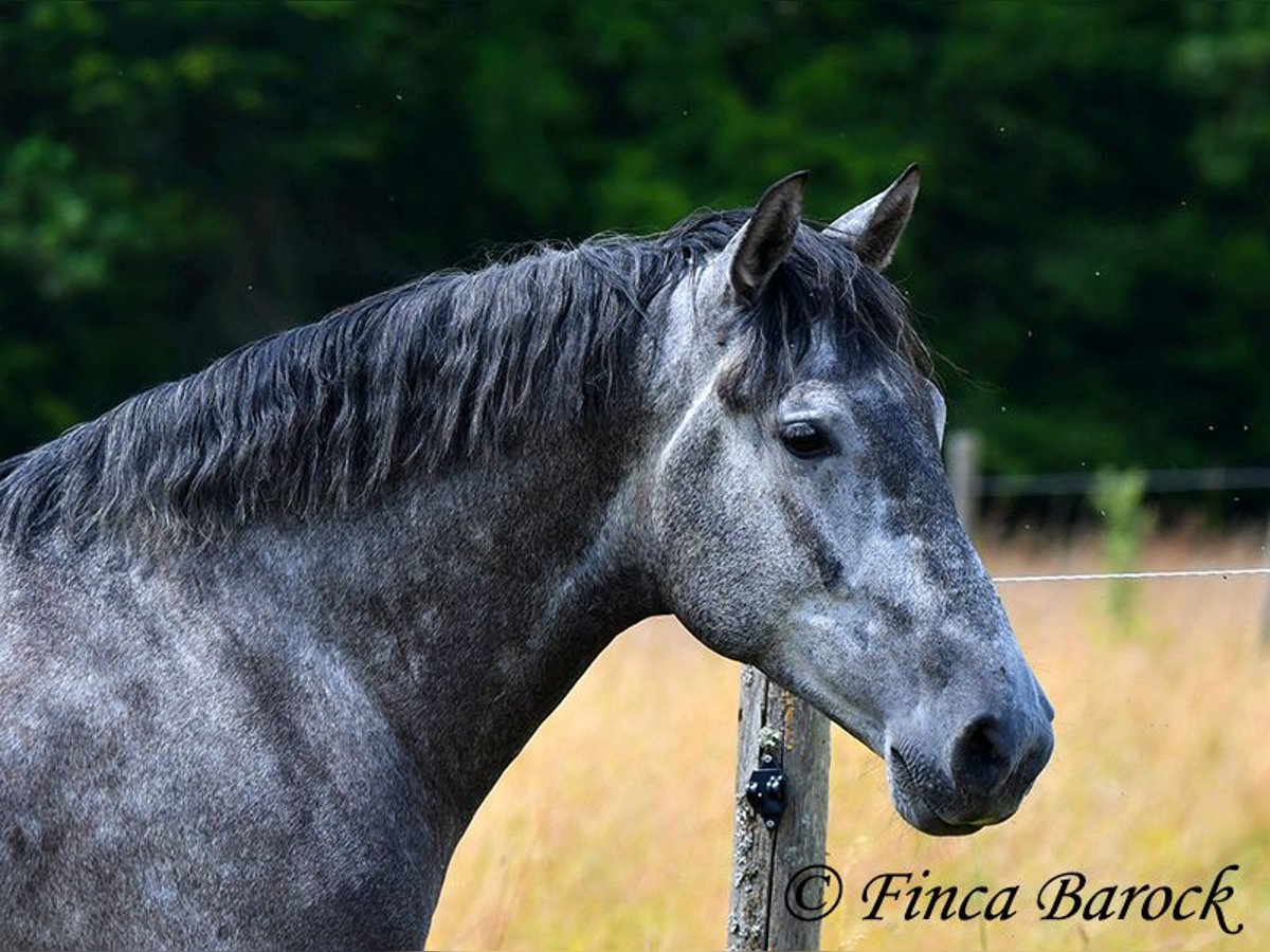 PRE Mestizo Caballo castrado 5 años 162 cm Tordo in Wiebelsheim