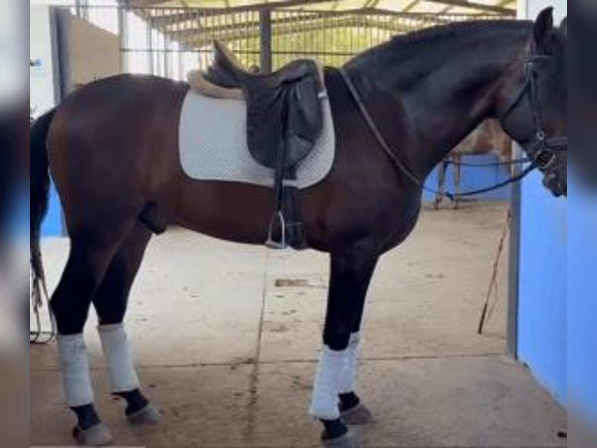 PRE Mestizo Caballo castrado 5 años 163 cm Castaño rojizo in Sevilla