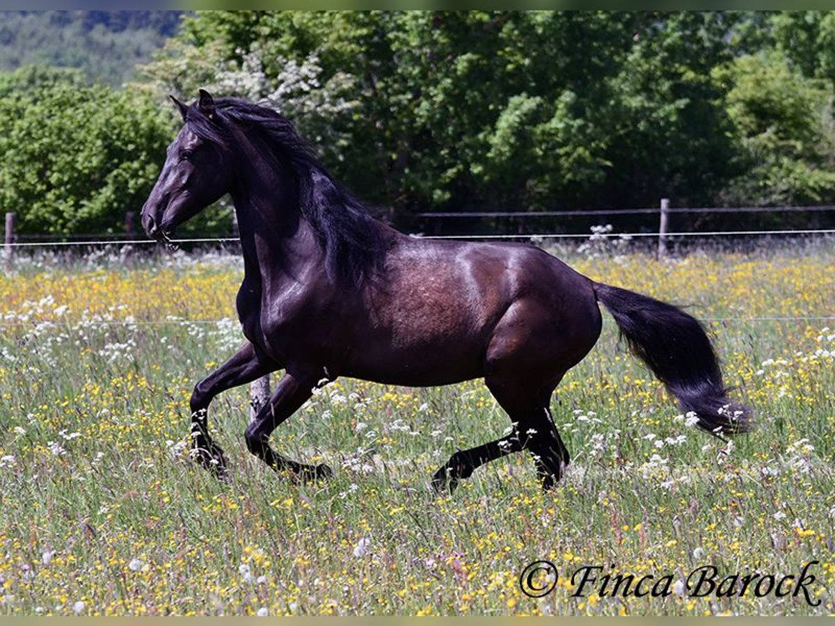 PRE Mestizo Caballo castrado 5 años 163 cm Negro in Wiebelsheim