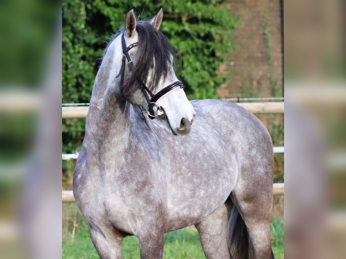 PRE Mestizo Caballo castrado 5 años 163 cm Tordo in Sm