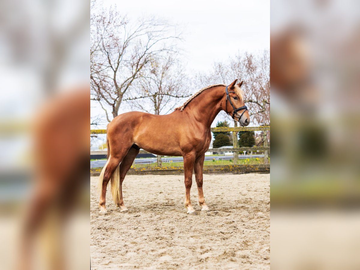 PRE Mestizo Caballo castrado 5 años 164 cm Alazán in Sm