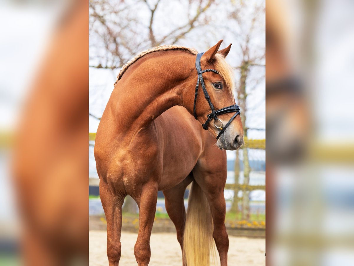 PRE Mestizo Caballo castrado 5 años 164 cm Alazán in Sm