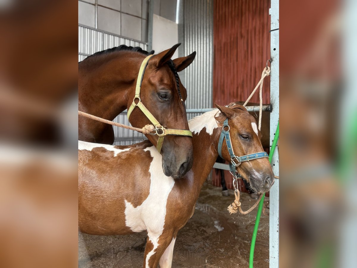 PRE Caballo castrado 5 años 164 cm Castaño in Navas De San Juan