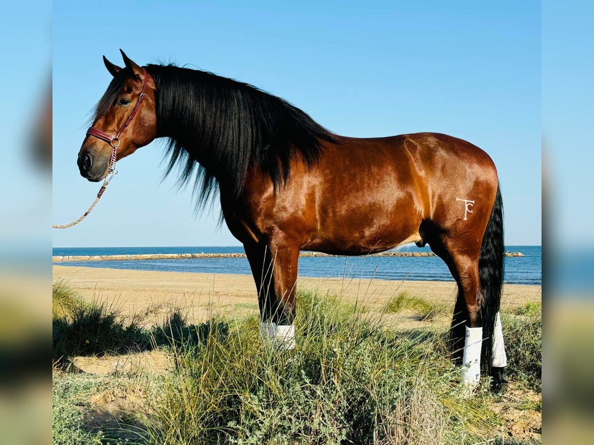 PRE Mestizo Caballo castrado 5 años 164 cm Castaño in Martfeld