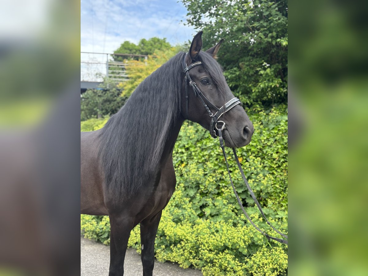 PRE Mestizo Caballo castrado 5 años 164 cm Negro in Affoltern am Albis