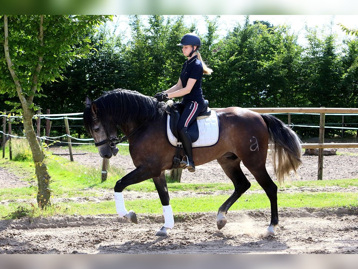 PRE Mestizo Caballo castrado 5 años 164 cm Tordo in Soltau