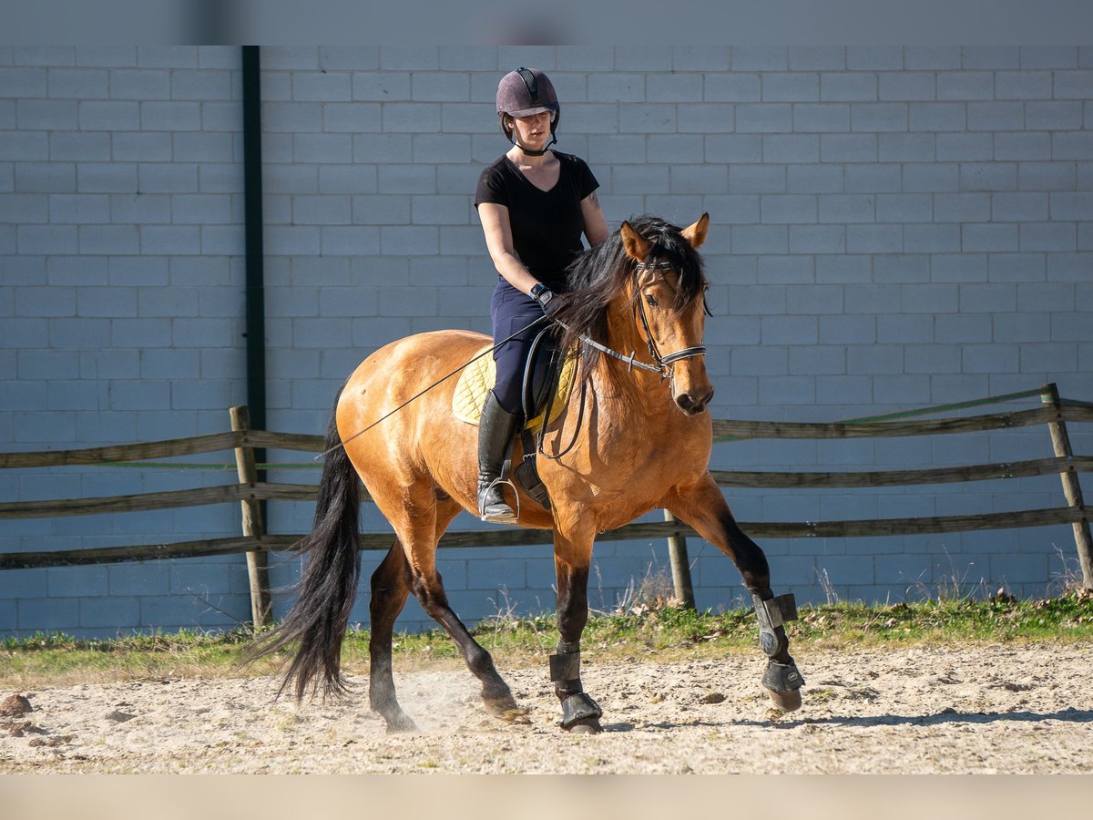 PRE Caballo castrado 5 años 165 cm Buckskin/Bayo in Ourense