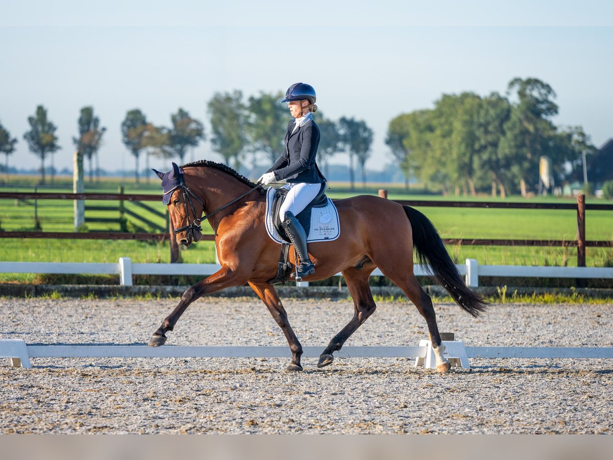 PRE Mestizo Caballo castrado 5 años 165 cm Castaño oscuro in Vinkeveen