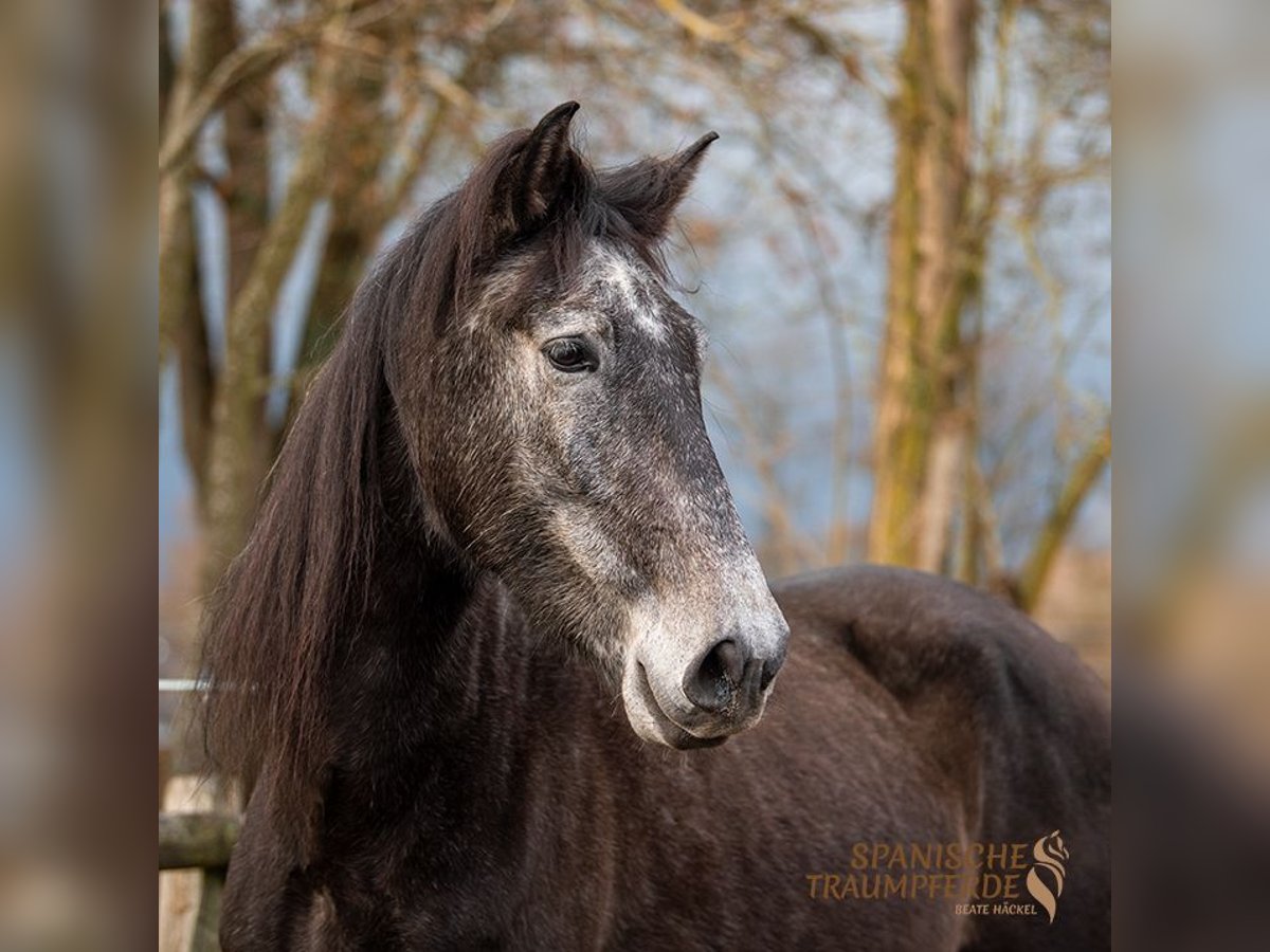 PRE Mestizo Caballo castrado 5 años 166 cm Tordillo negro in Traventhal