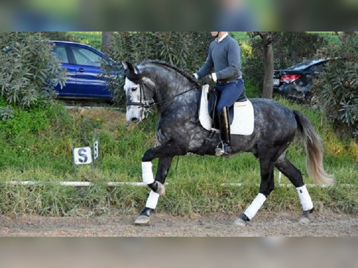 PRE Mestizo Caballo castrado 5 años 166 cm Tordo in Stahnsdorf