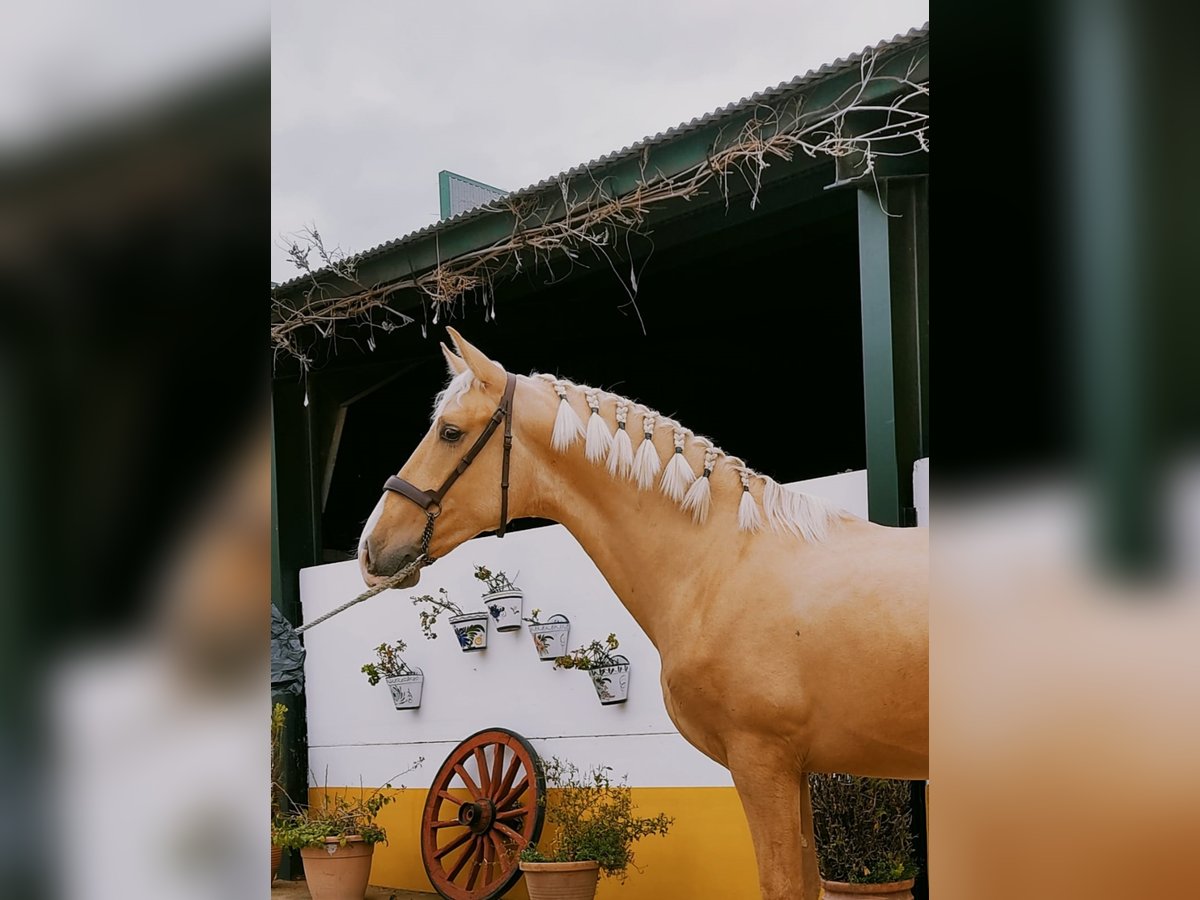 PRE Mestizo Caballo castrado 5 años 167 cm Palomino in coria