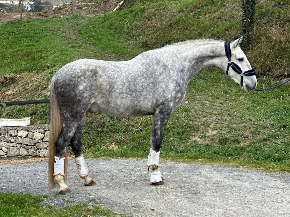 PRE Caballo castrado 5 años 167 cm Tordo rodado in Bilbao