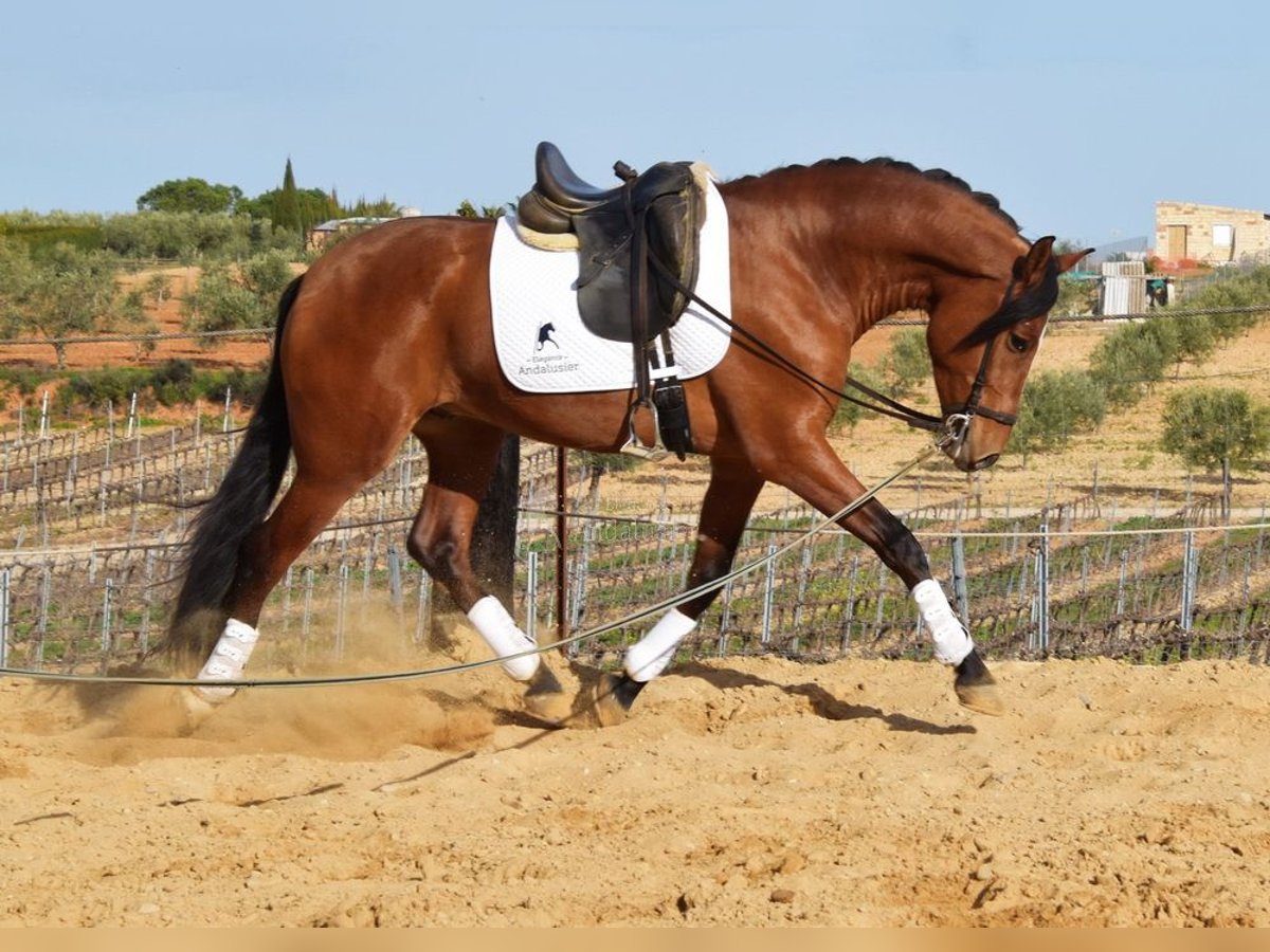 PRE Caballo castrado 5 años 168 cm Castaño in Provinz Cordoba