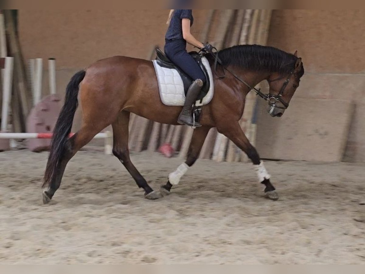 PRE Caballo castrado 5 años 170 cm Castaño in Schwäbisch Gmünd