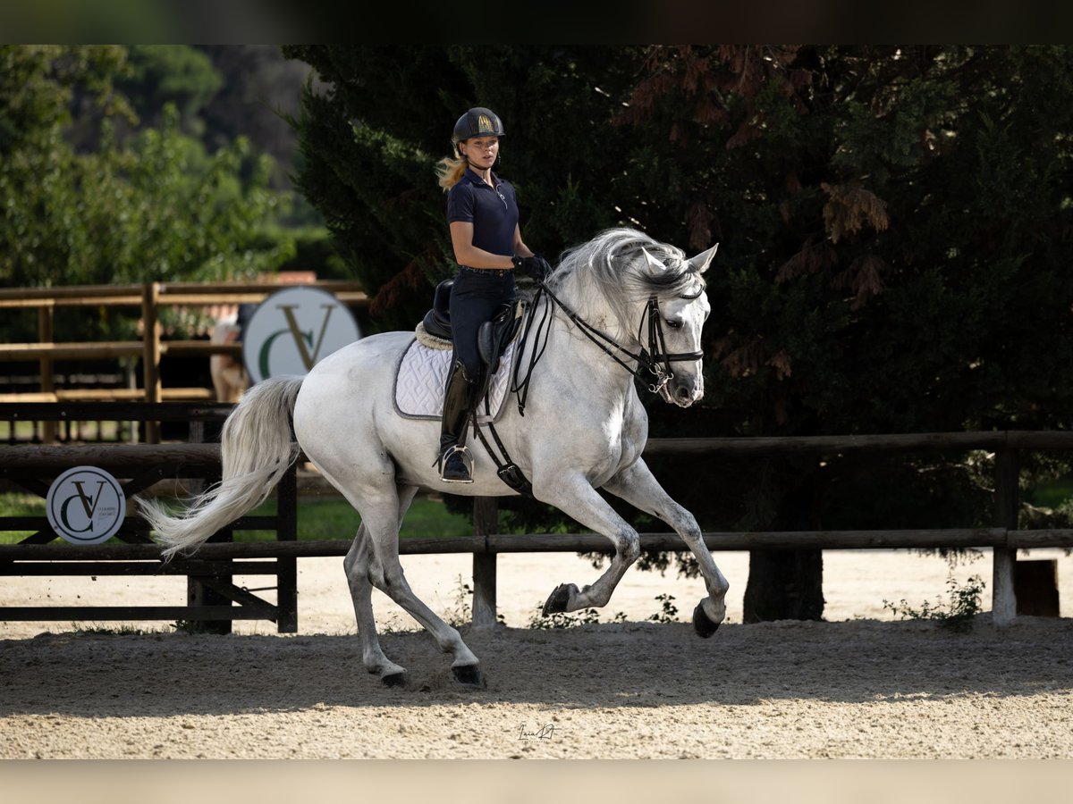 PRE Caballo castrado 5 años 172 cm Tordo in Ullastrell