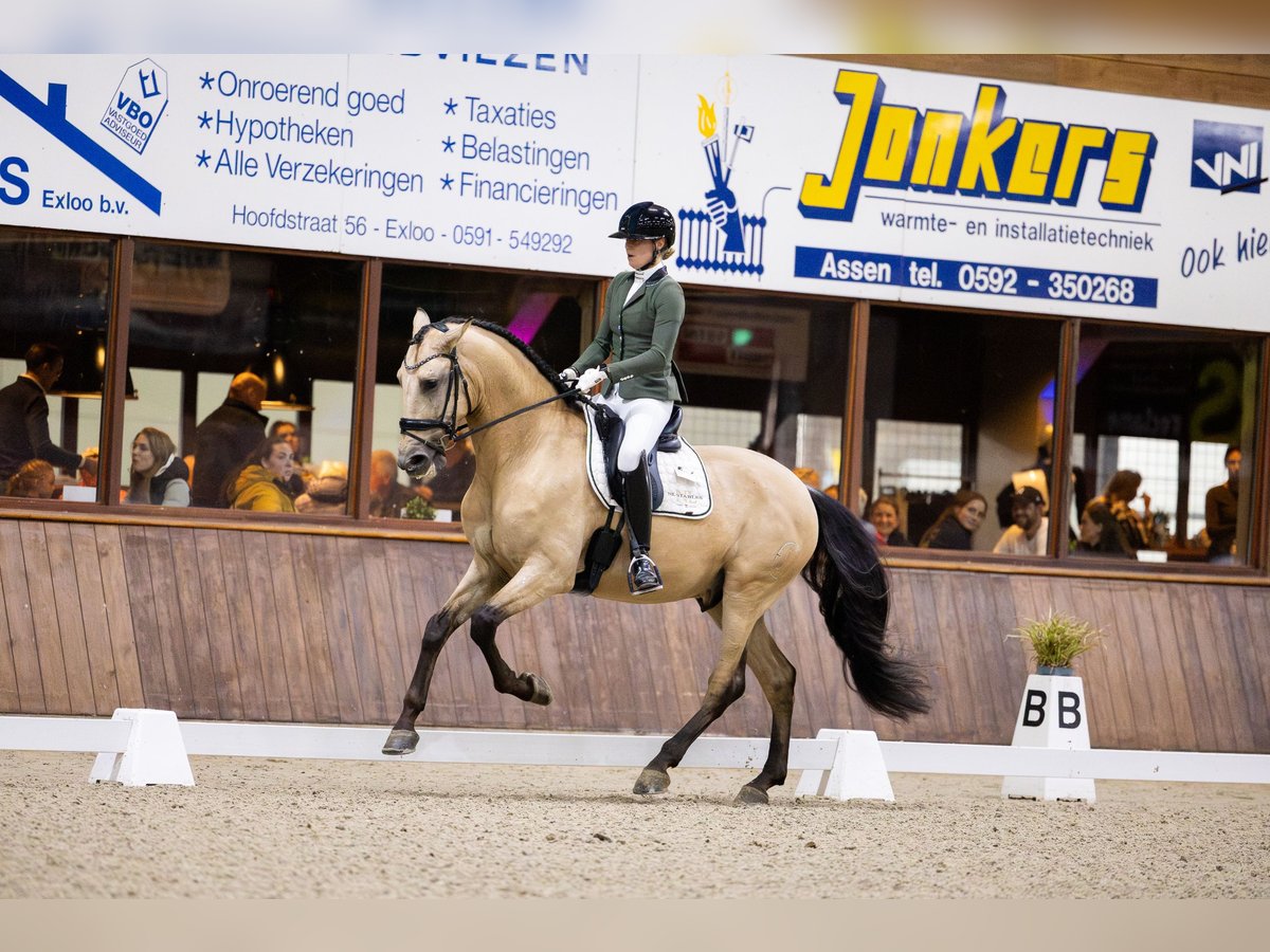 PRE Mestizo Caballo castrado 5 años 175 cm in Vinkeveen
