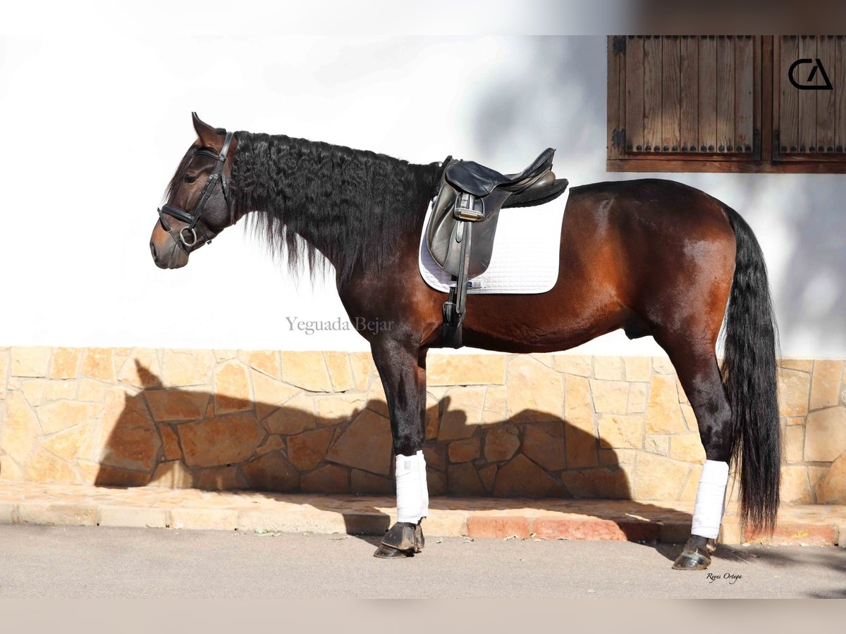 PRE Caballo castrado 5 años 175 cm Castaño oscuro in Zarzalico