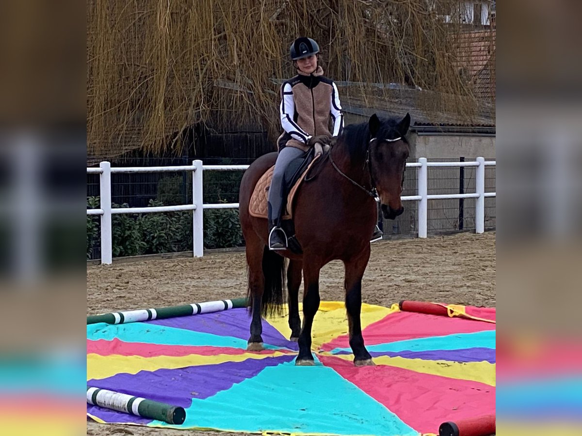 PRE Mestizo Caballo castrado 6 años 150 cm Castaño oscuro in Gnadendorf