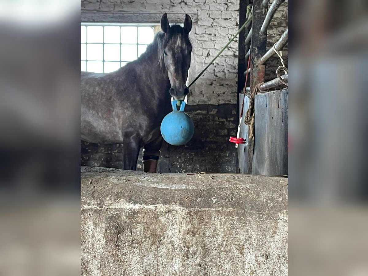 PRE Mestizo Caballo castrado 6 años 156 cm Musgo in Castrop-Rauxel