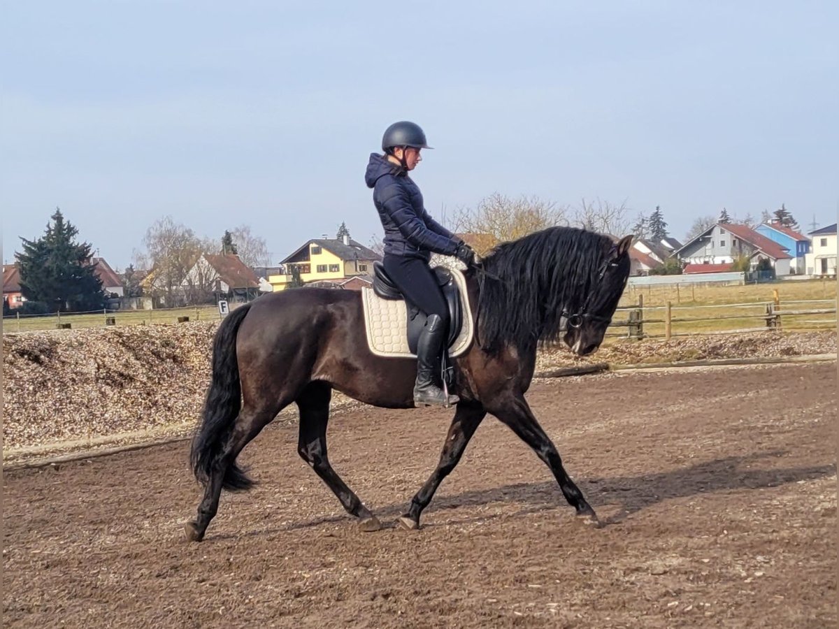 PRE Mestizo Caballo castrado 6 años 158 cm Negro in Karlshuld