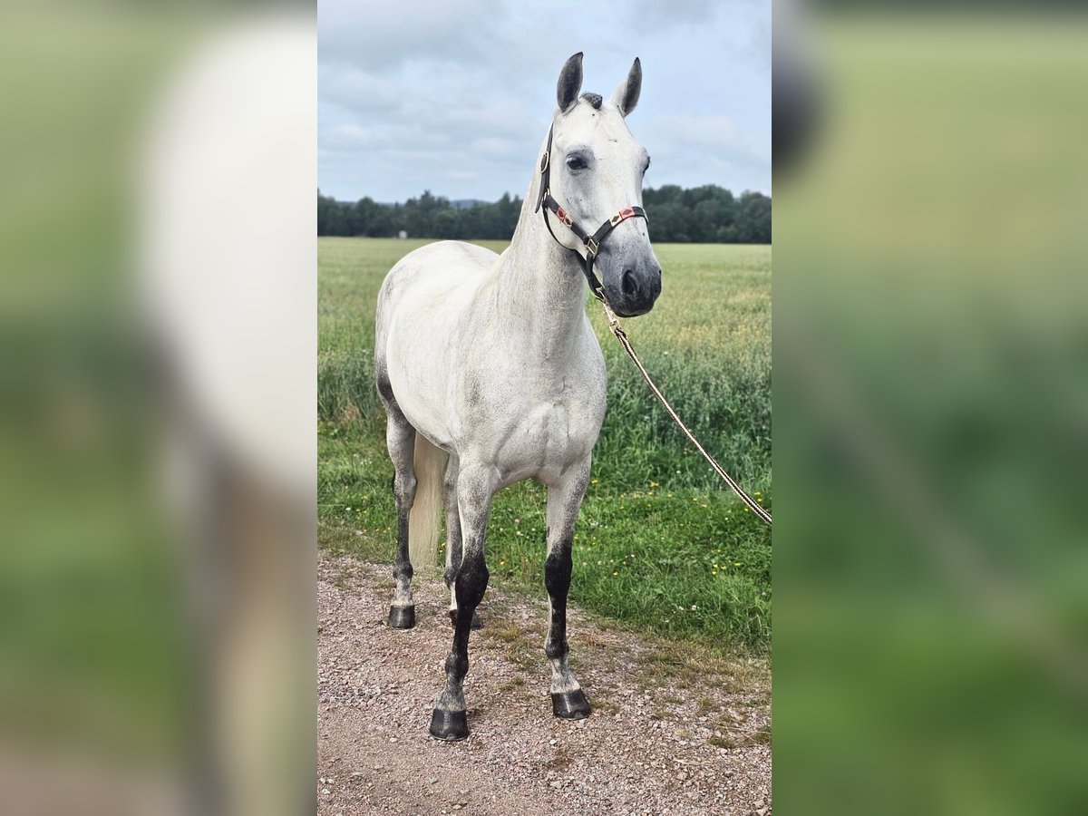 PRE Caballo castrado 6 años 158 cm Tordo in Avesta