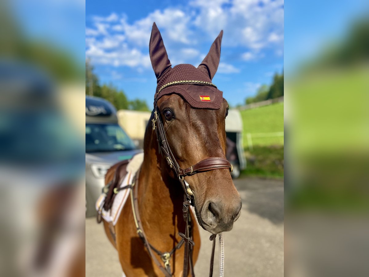 PRE Mestizo Caballo castrado 6 años 160 cm Castaño oscuro in BalingenBalingen