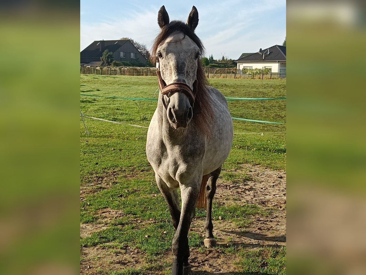 PRE Mestizo Caballo castrado 6 años 160 cm Musgo in Pulheim