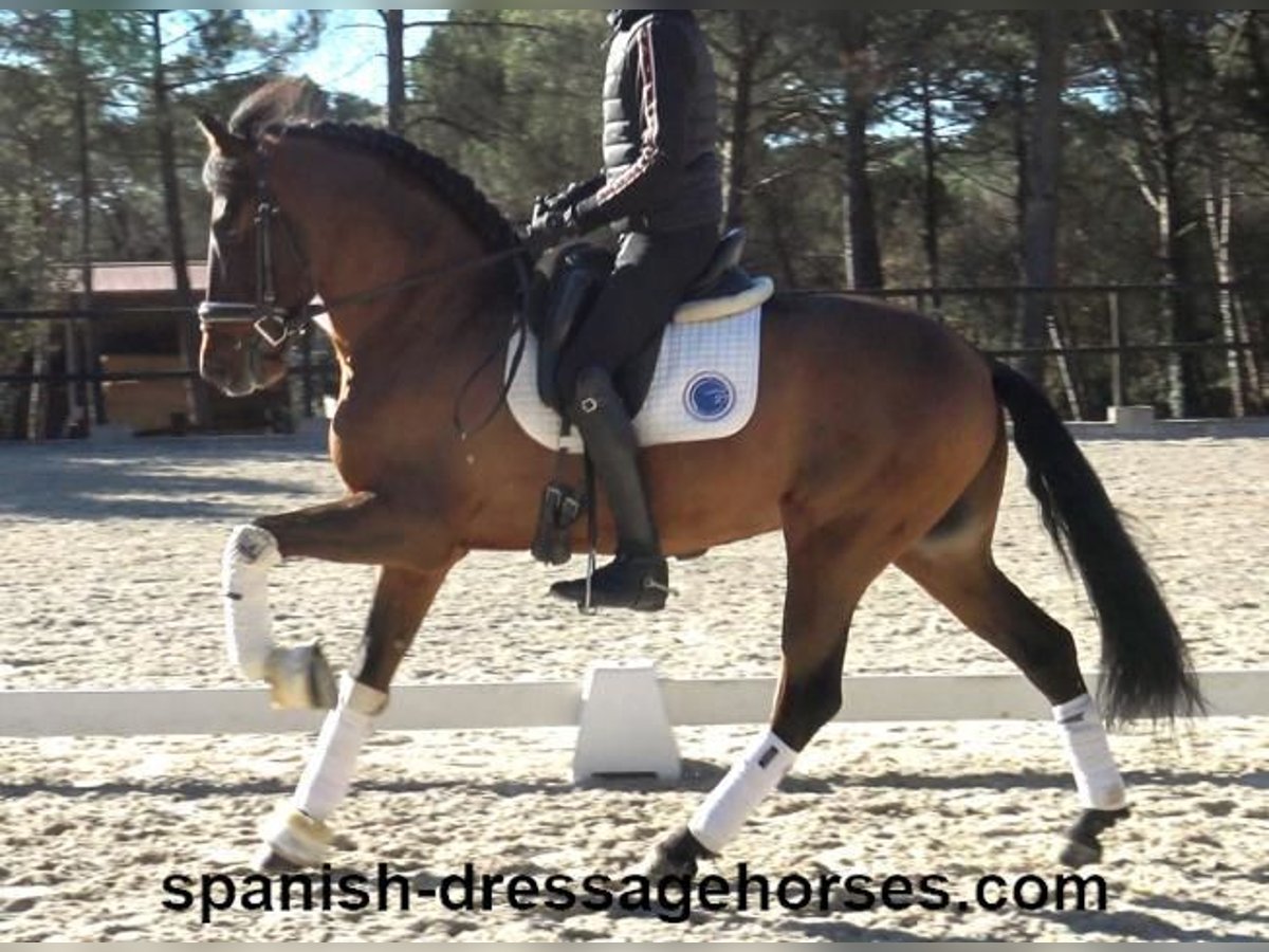 PRE Mestizo Caballo castrado 6 años 161 cm Castaño in Barcelona