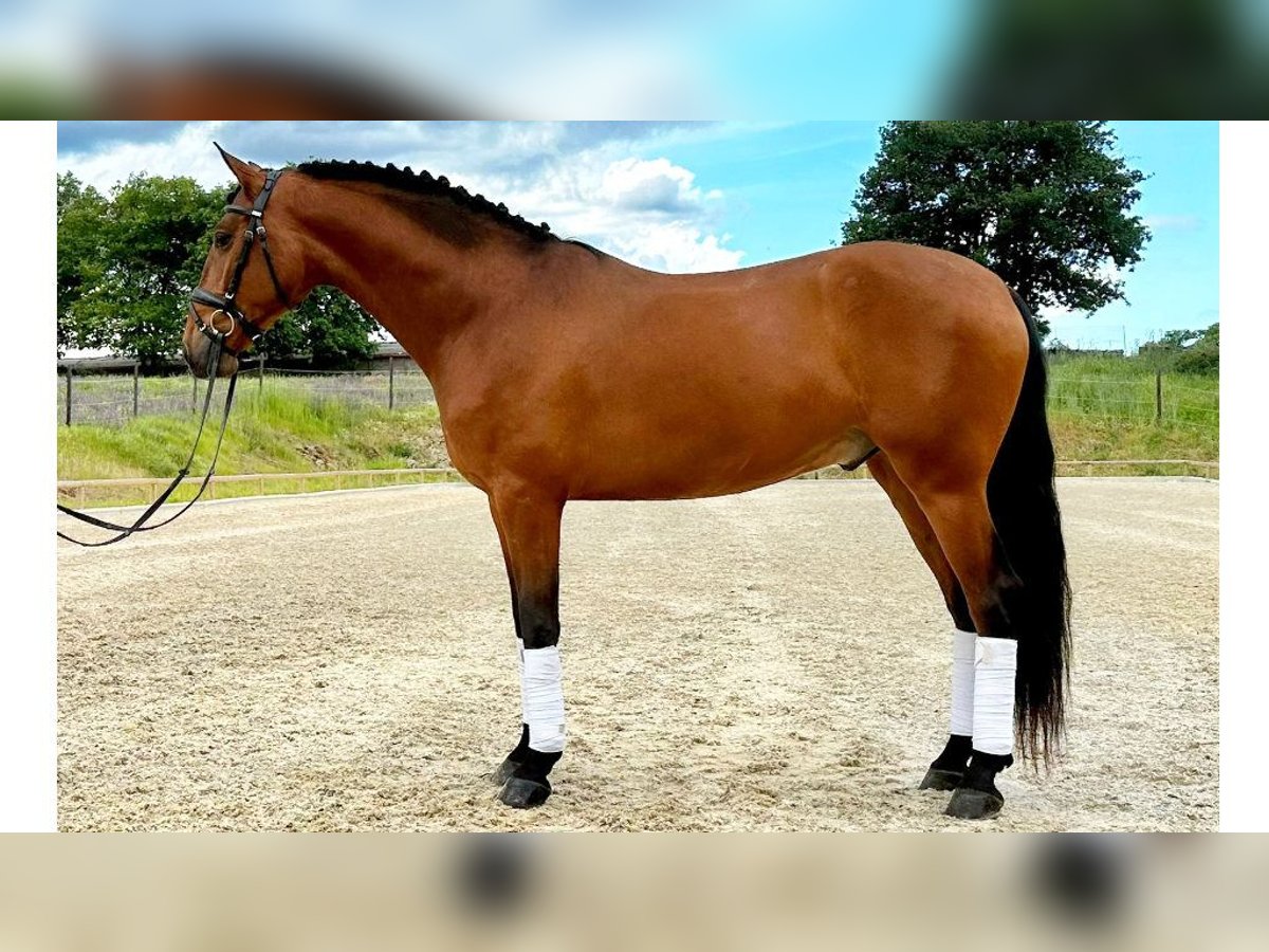 PRE Mestizo Caballo castrado 6 años 161 cm Castaño rojizo in NAVAS DEL MADRONO