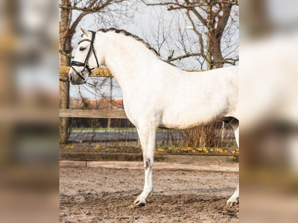 PRE Mestizo Caballo castrado 6 años 162 cm Tordo in Sm