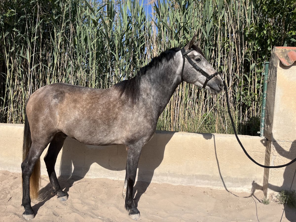 PRE Mestizo Caballo castrado 6 años 162 cm Tordo in Guardamar del Segura