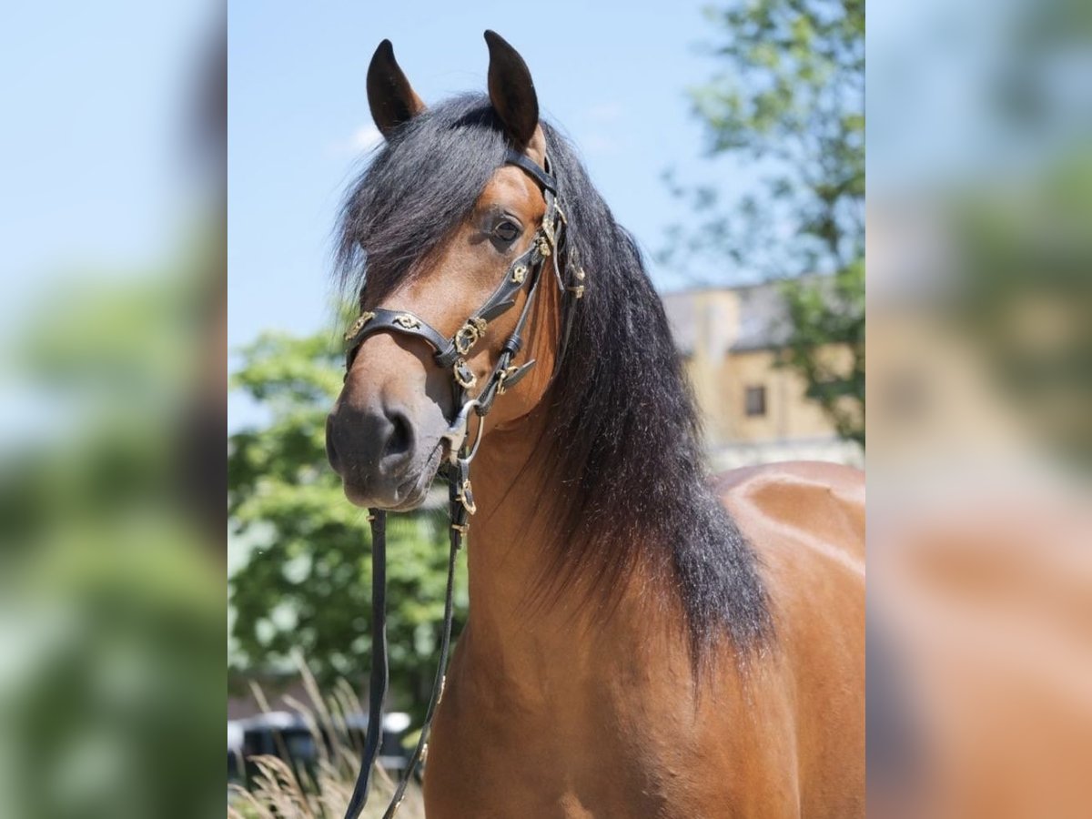 PRE Mestizo Caballo castrado 6 años 163 cm Castaño in Bielefeld