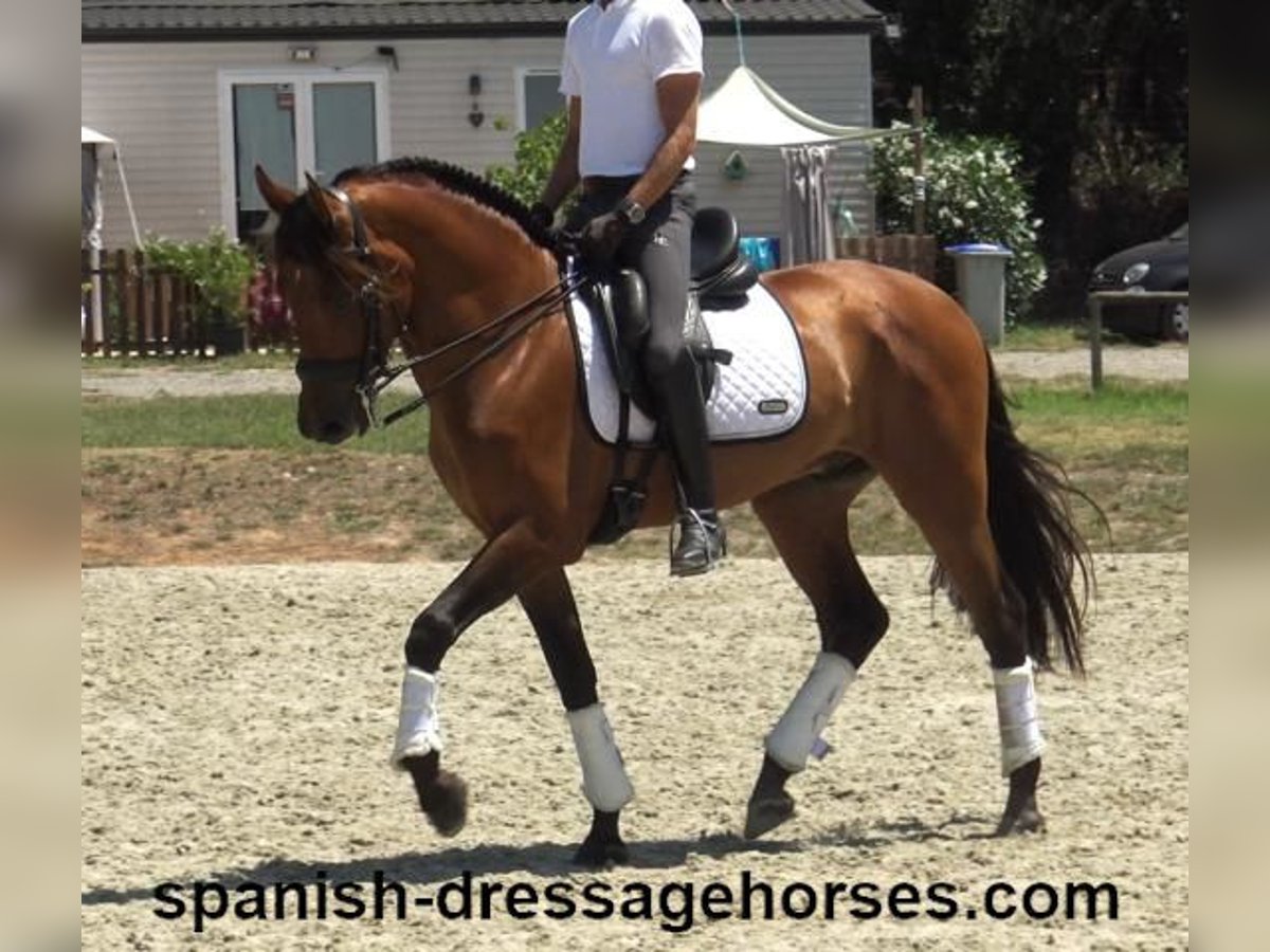 PRE Mestizo Caballo castrado 6 años 164 cm Castaño in Barcelona